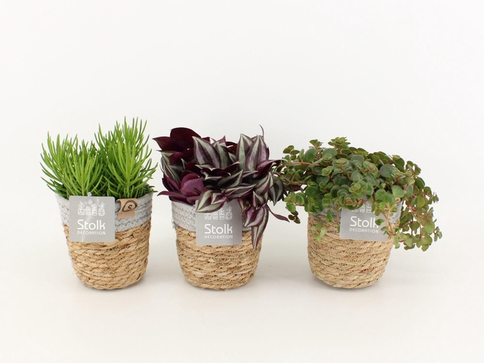 <h4>Pure Green mix in Basket soorten : Rhipsalis, Tradescantia, Sedum</h4>