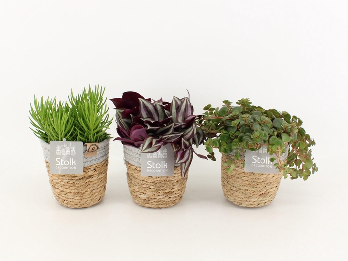 <h4>Pure Green mix in Basket soorten : Rhipsalis, Tradescantia, Sedum</h4>
