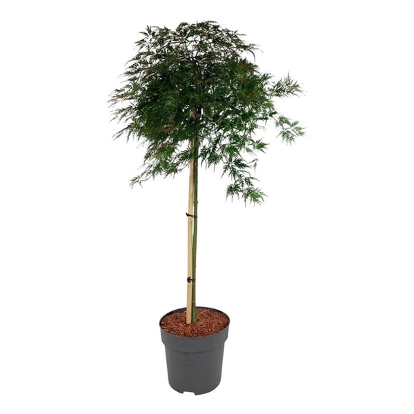 <h4>Acer pal. 'Orangeola'</h4>