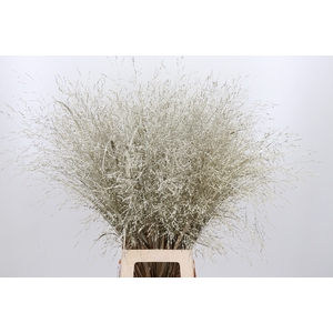 Panicum Kl Bh Platina