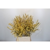 Ilex Citronella