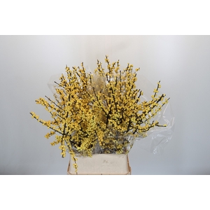 Ilex Citronella