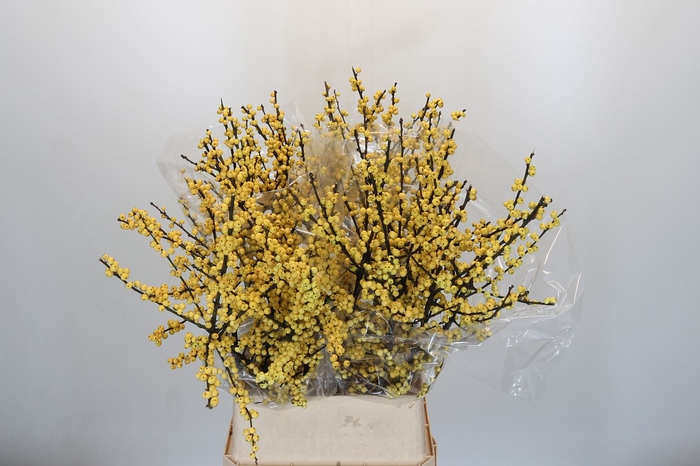 <h4>Ilex Citronella</h4>