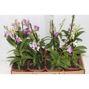 DENPHALAEN MINI P12 QUADRADO