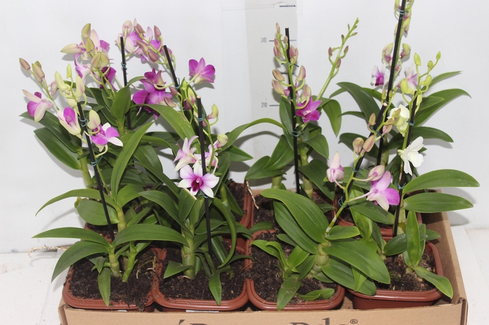 <h4>DENPHALAEN MINI P12 QUADRADO</h4>