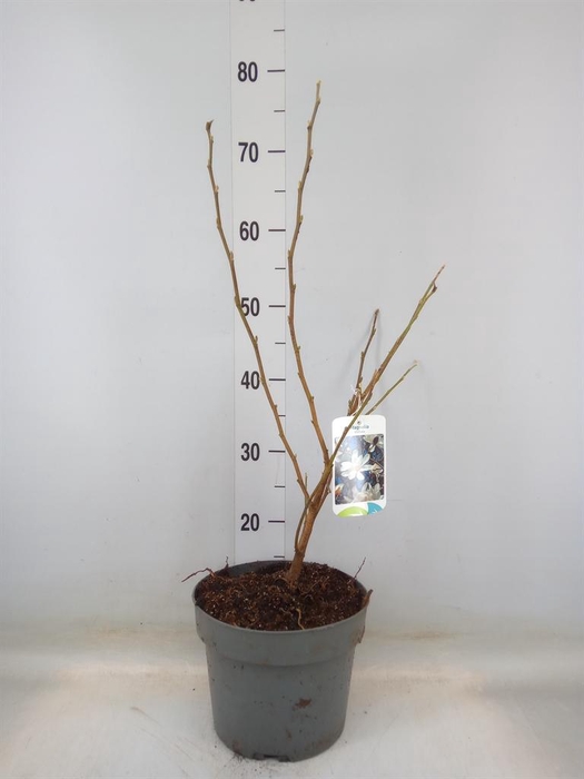 <h4>Magnolia stellata</h4>