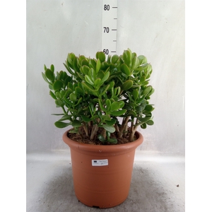 Crassula ovata