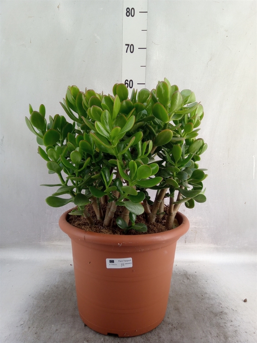 <h4>Crassula ovata</h4>