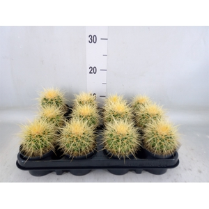 Echinocactus grusonii