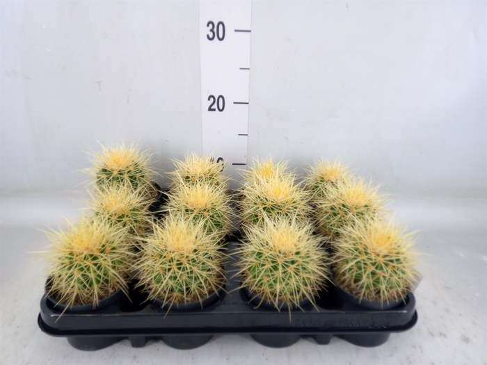 <h4>Echinocactus grusonii</h4>
