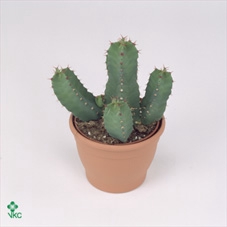 Euphorbia resinifera