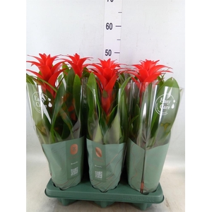 Guzmania  'Calypso'