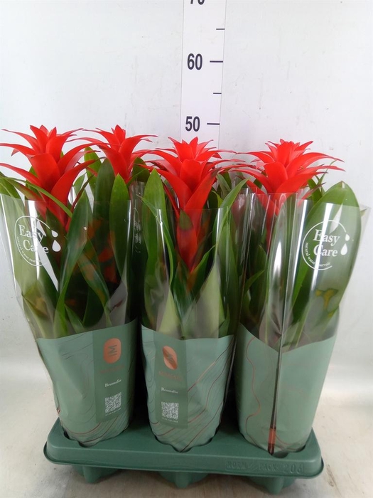 <h4>Guzmania  'Calypso'</h4>