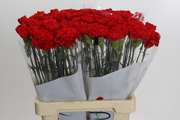 <h4>Dianthus St Gennaro</h4>