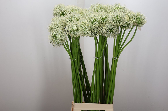 <h4>Allium Mount Everest (berkel)</h4>