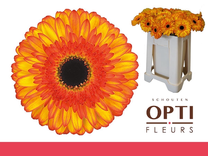 <h4>Gerbera Spotlight Water</h4>