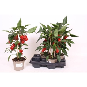 PAPRIKA PLANTEN