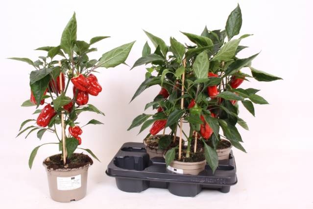 <h4>PAPRIKA PLANTEN</h4>
