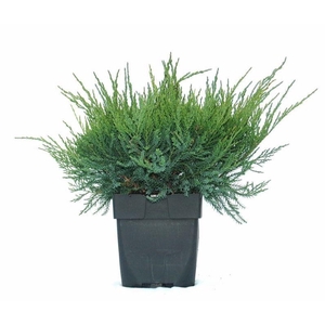 Juniperus x pfitzeriana 'Mint Julep' P17