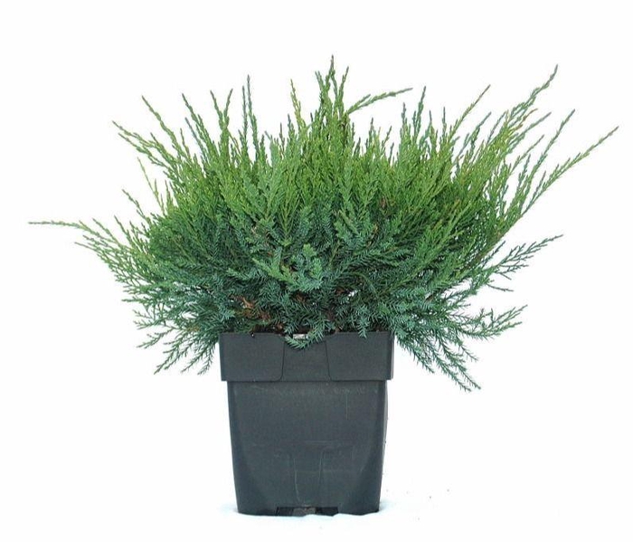<h4>Juniperus x pfitzeriana 'Mint Julep' P17</h4>
