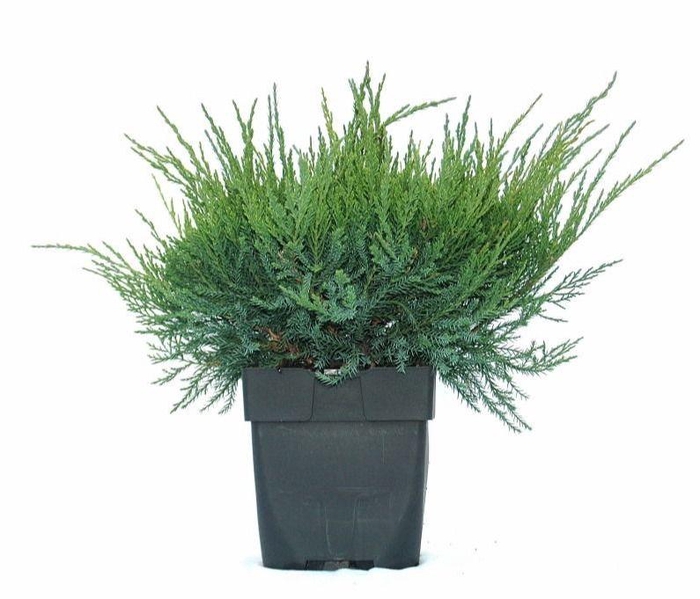<h4>Juniperus x pfitzeriana 'Mint Julep' P17</h4>
