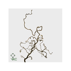 CORYL AV CONTORTA 2 JARIG 150CM