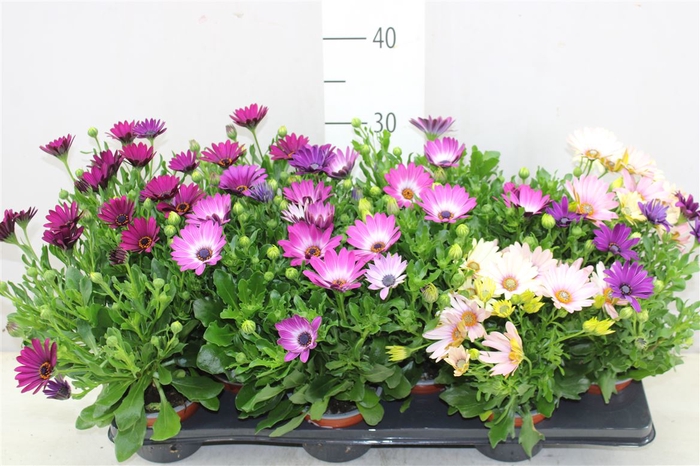 <h4>Osteospermum Gemengd</h4>