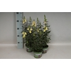 Antirrhinum Yellow