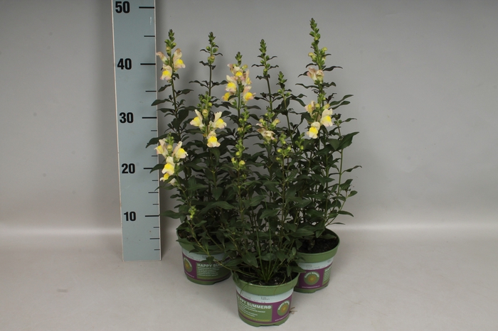 Antirrhinum Yellow