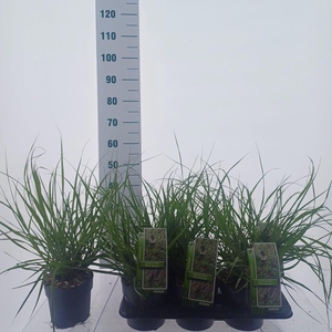 Pennisetum alopecuroides
