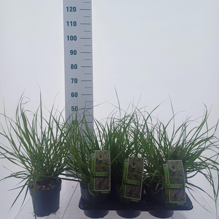 <h4>Pennisetum alopecuroides</h4>