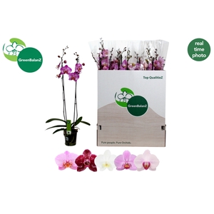 PHAL GEM 5 KL