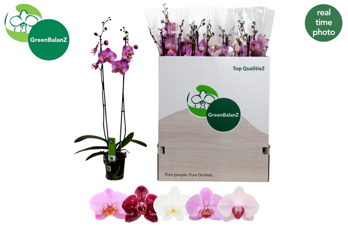 <h4>PHAL GEM 5 KL</h4>
