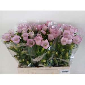 Camp M Campana Pearl Pink