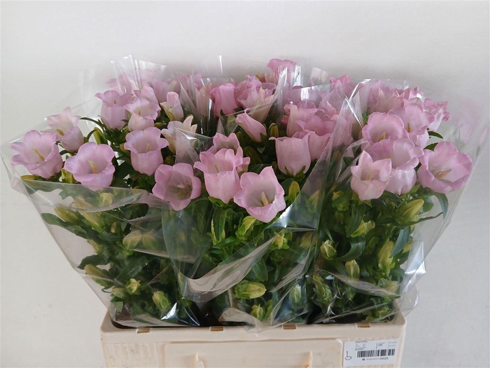 <h4>Camp M Campana Pearl Pink</h4>