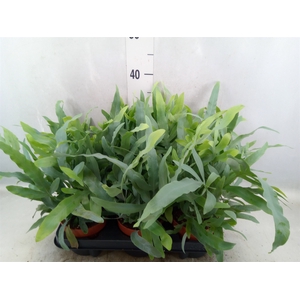 Phlebodium aureum 'Blue Star'