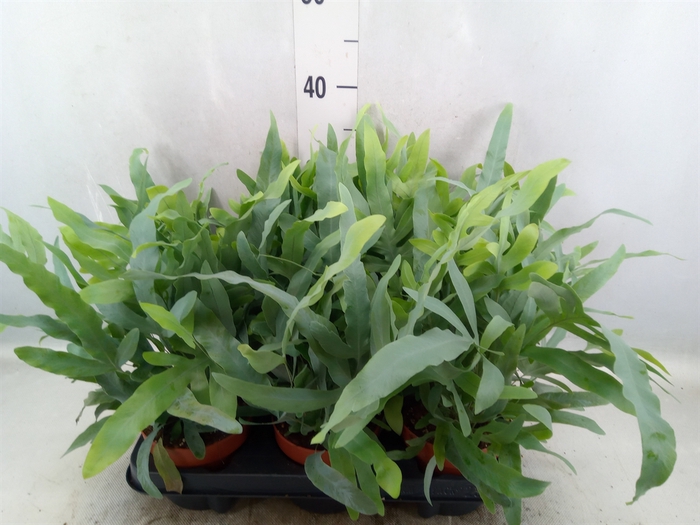 <h4>Phlebodium aureum 'Blue Star'</h4>