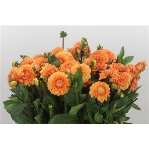 DAHLIA SYLVIA
