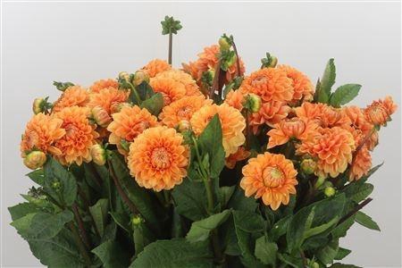 <h4>DAHLIA SYLVIA</h4>