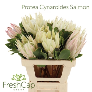 Protea Cynaroides Salmon