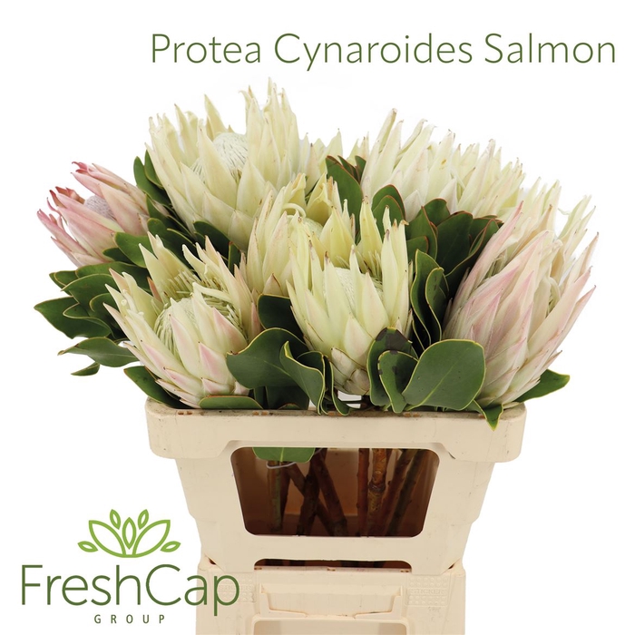 <h4>Protea Cynaroides Salmon</h4>