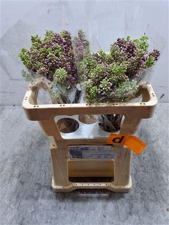 <h4>Syr V R V Horstenst</h4>