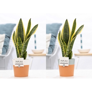 Sansevieria Trif. 