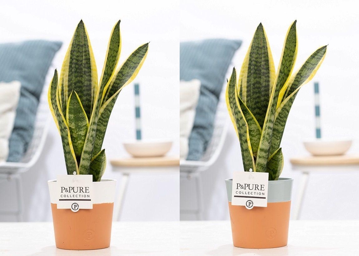 <h4>Sansevieria Trif. "Futura Superba" in P&PURE Terra Cotta 4 ass.</h4>