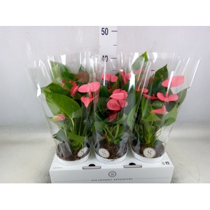 Anthurium andr. 'Pink Champion'