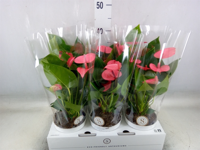 <h4>Anthurium andr. 'Pink Champion'</h4>