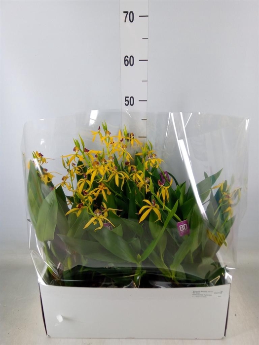 <h4>Orchideeen   ...</h4>