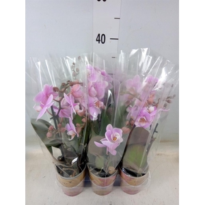 Phalaenopsis  'FC Heartbreaker'