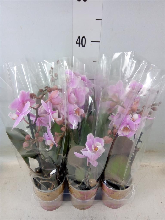 <h4>Phalaenopsis  'FC Heartbreaker'</h4>