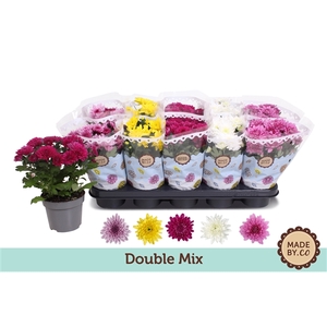 Chrysant Double Mix